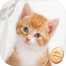 拼图神奇小猫